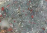 Polished Bloodstone (Heliotrope) Slab #71526-1